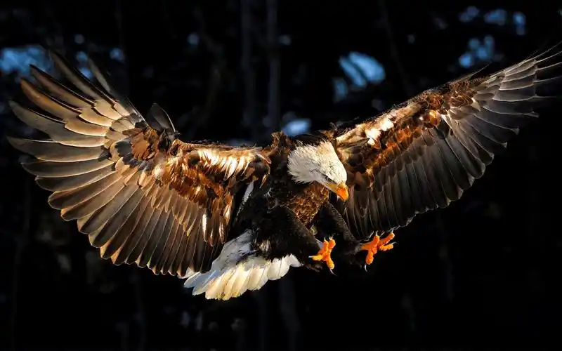 翱翔的雄鹰桌面壁纸