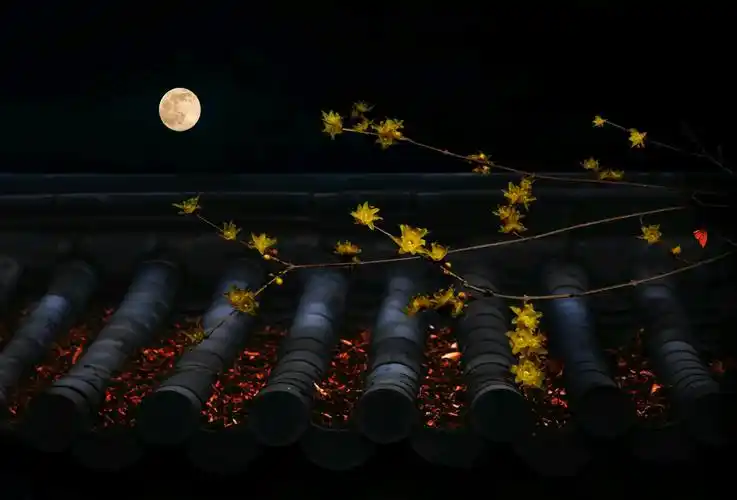 古风雅韵 | 中文之美,美在历史,美在风骨