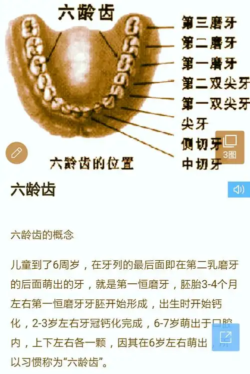 一颗磨牙,也是第一颗恒牙呢,要记得好好保护这六龄牙哟,坏了可没得换!