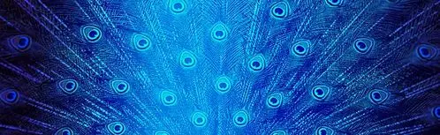 孔雀,蓝色背景,开屏,分层psd,海报banner,质感,纹理图库,png图片,网