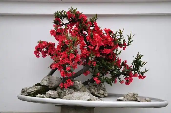 海棠花盆景