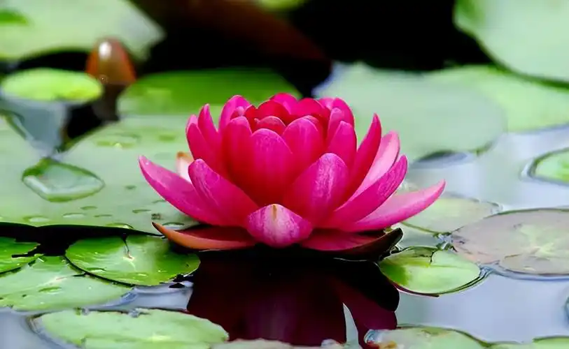 世界上最美丽的花图片(最名贵的花排名第一)_造梦网