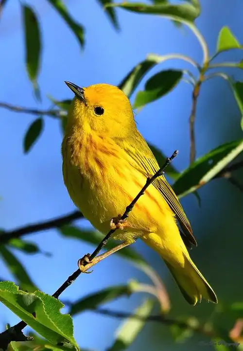 北美洲黄莺yellow warbler