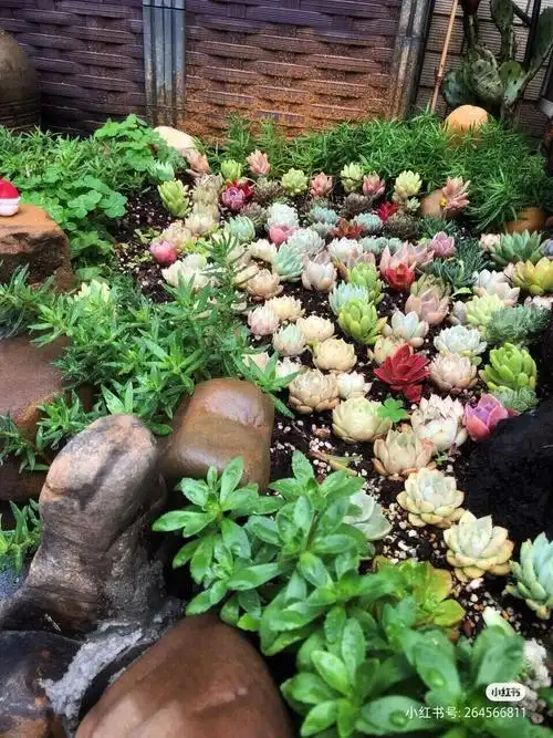 梦幻紫萧阁多肉庭院