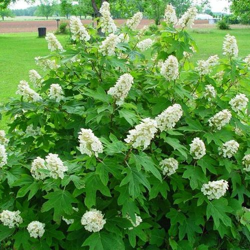 虹越栎叶绣球红宝石拖鞋大花阳台庭院花园院耐寒好养植物-mc母婴网