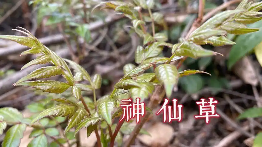 神仙草又名甘露茶它的作用强大生活当中能帮到许多人