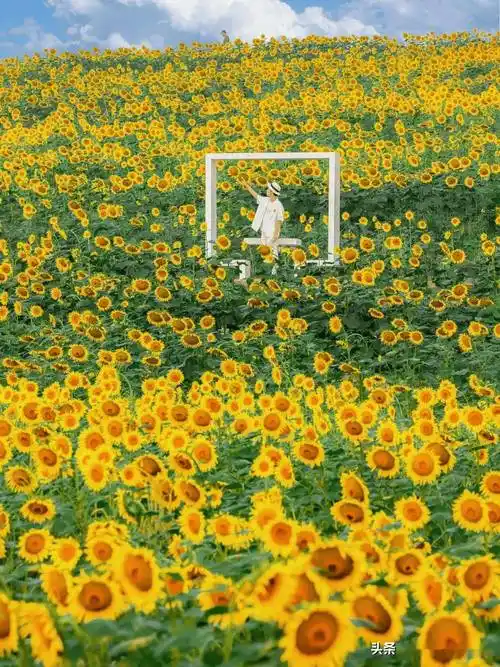 向日葵拍照指南,这么拍就对了!0元秒出大片