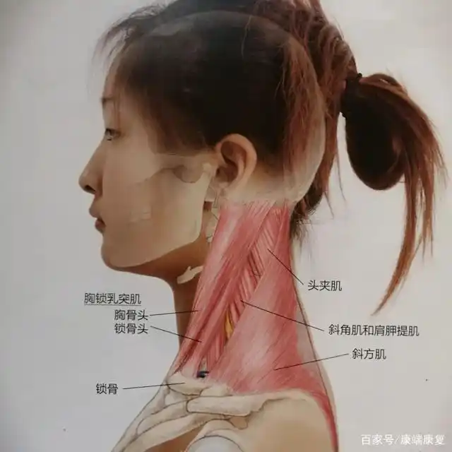 久坐后放松,这14块肌肉都不能忽略!