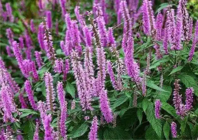 香薷是一种可以防止体虚的草药,为唇形科植物海州香薷的带花全草,又称