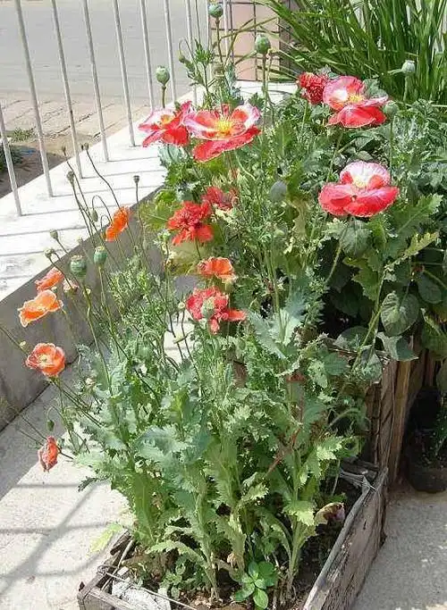 【宋观学校】罂粟花虽美,但美不过生命之花!