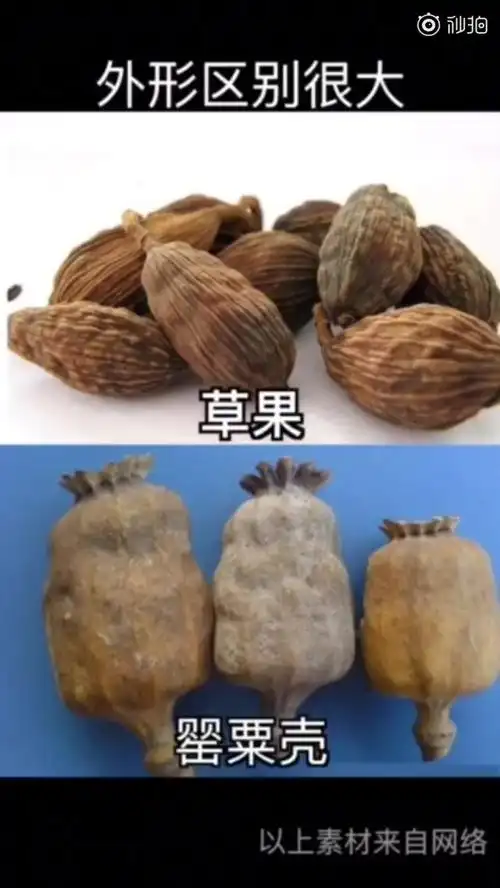 「草果和罂粟,你会区分吗?