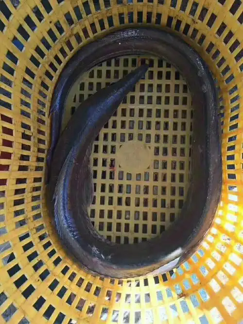 白鳗鱼的营养价值及食疗功效来自东山岛野生海鲜