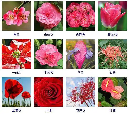 盘点上千种按颜色分类的花卉品种大全!建议收藏