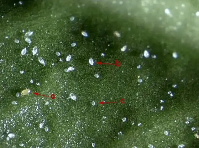 生物测量战斗红蜘蛛