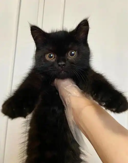 重庆英短纯黑找新家,喜欢纯黑的小姐姐看我