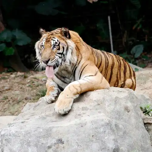 老虎 摄影 瀚摄