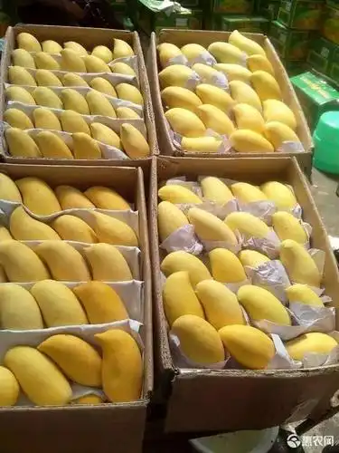 [鹰嘴芒果批发]鹰嘴芒果 4两以上价格48元/箱 - 惠农网