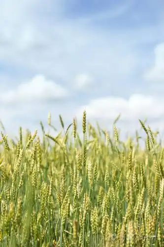 绿色的年轻麦田, 蓝天白云, 农村乡村风光尽收眼底