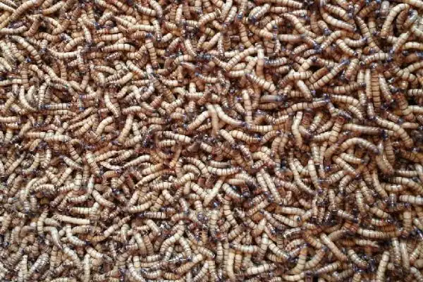 大麦虫养殖技术选择体型大体色光滑的幼虫作为种虫