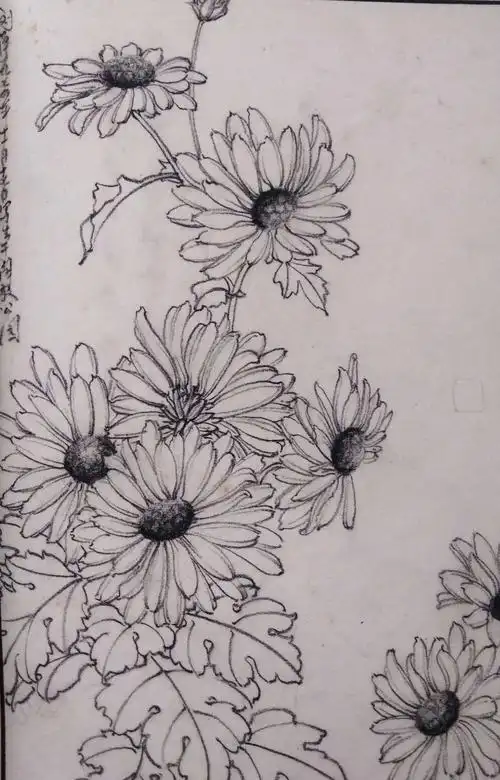 我的菊花写生稿