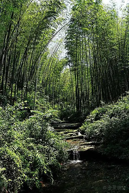 竹林溪流自然风景_高清图片_全景视觉