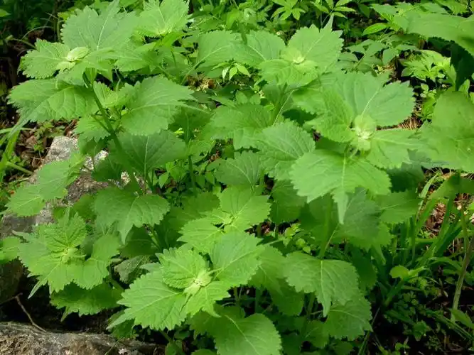 日月峡中草药香茶菜