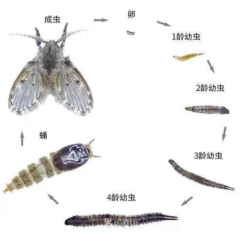 发现卫生间最常见的虫虫蛾蚋该怎么办
