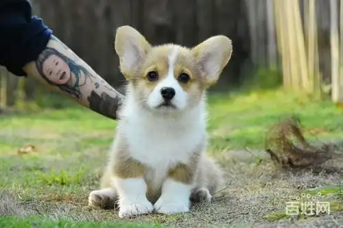 东莞宠物 东莞狗狗 东莞柯基犬 1/6