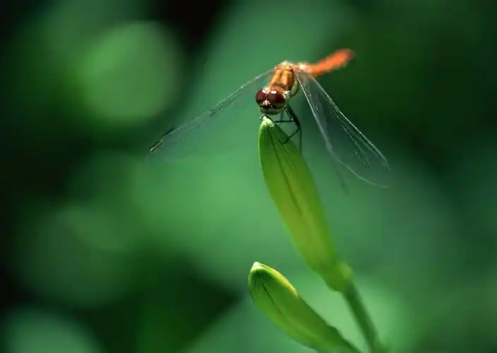 蜻蜓图片第4张