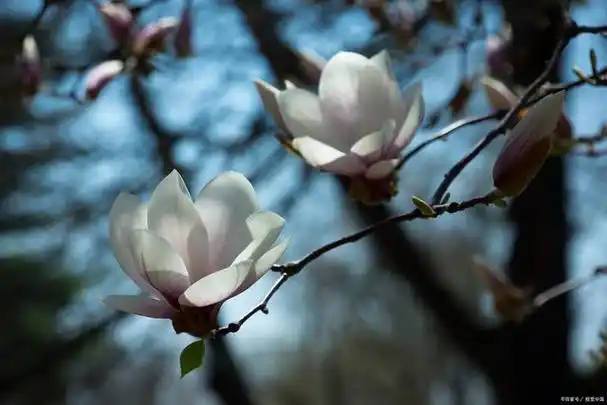 玉兰花——优雅高贵的花中皇后