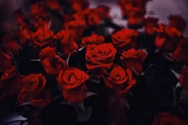 红玫瑰朋友圈背景图