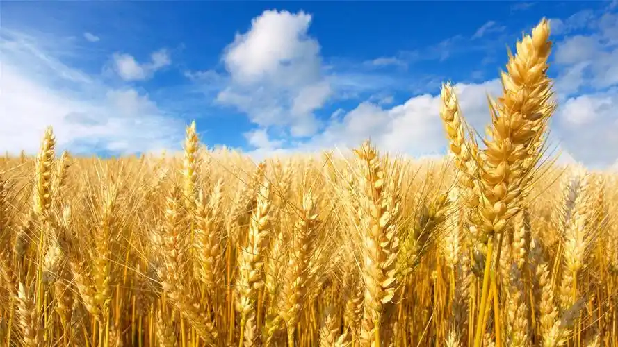 秋日丰收的麦田高清桌面壁纸