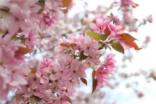 三月桥林海棠花开