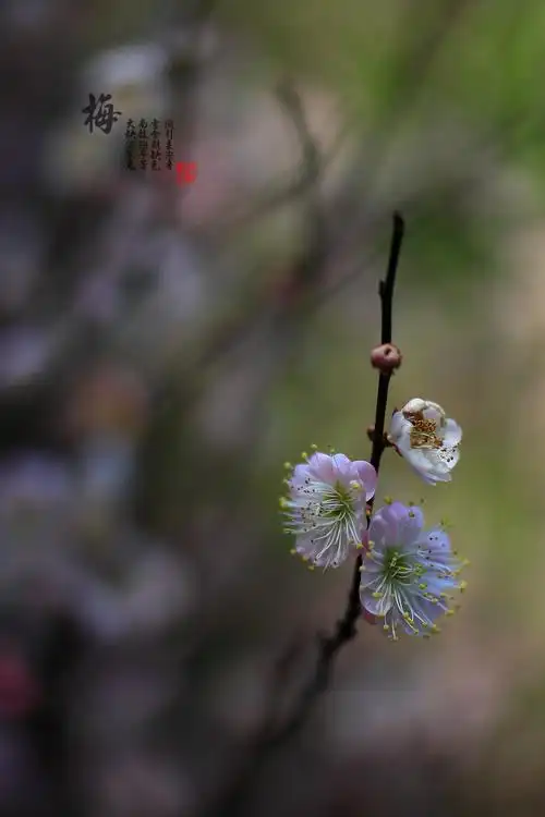 梅花香自苦寒来