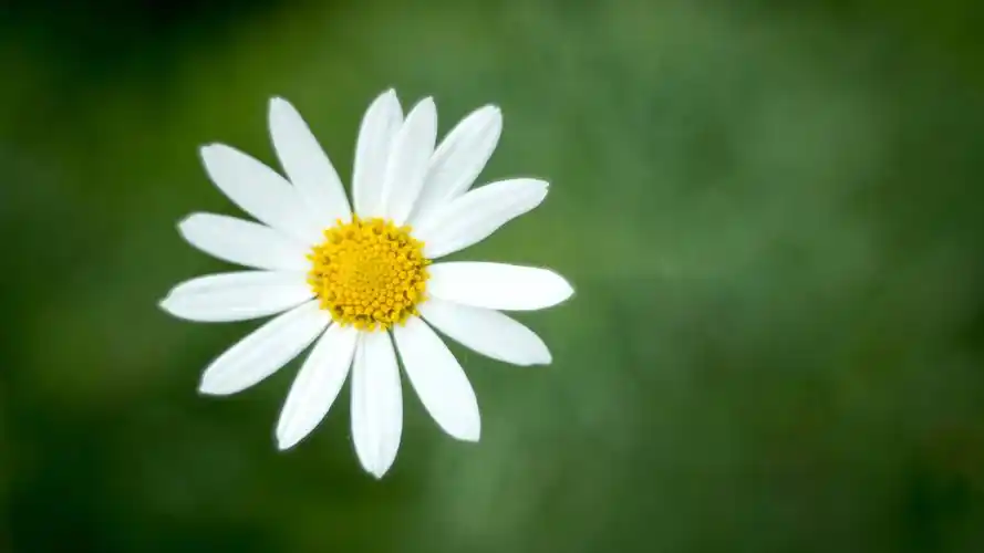 可爱的雏菊摄影高清宽屏桌面壁纸