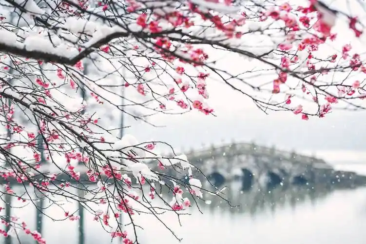 "日前,昆明的"盘龙古梅",南京玄武湖的"梅王"等南方梅花陆续开了,国家