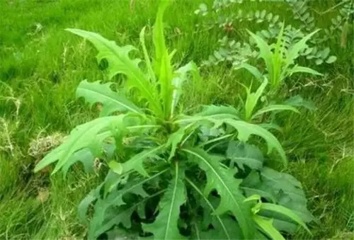 农村一种野菜叫做山苦菜长得像莴苣一斤20元吃过吗