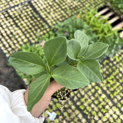 哒琳东东蚕豆苗子蚕豆种籽胡豆种子小农家大颗粒蔬菜大粒型孑四季特大