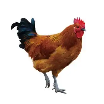 正宗黑脚土公鸡新鲜土鸡农家大公鸡走地鸡整只土鸡45斤45斤