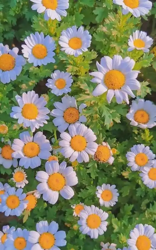 壁纸好看且优质的小清新手机壁纸干净仙气是夏天的气息