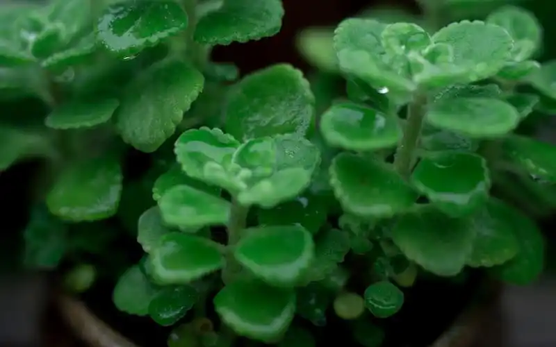 绿色护眼植物唯美高清桌面壁纸