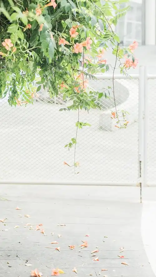 小清新唯美手机高清壁纸图片