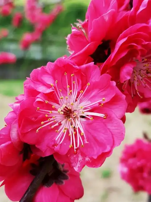 三生三世十里桃花