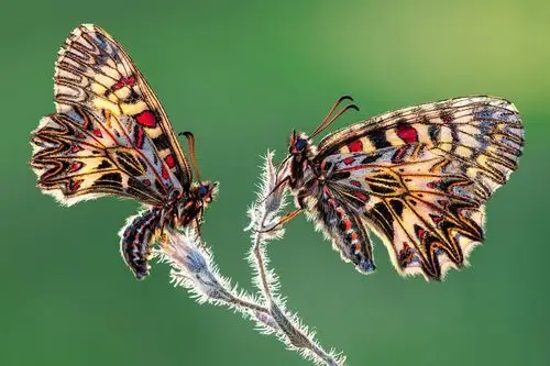 镜头下的世界奇妙物语!2020年度特写摄影师大赛获奖公布