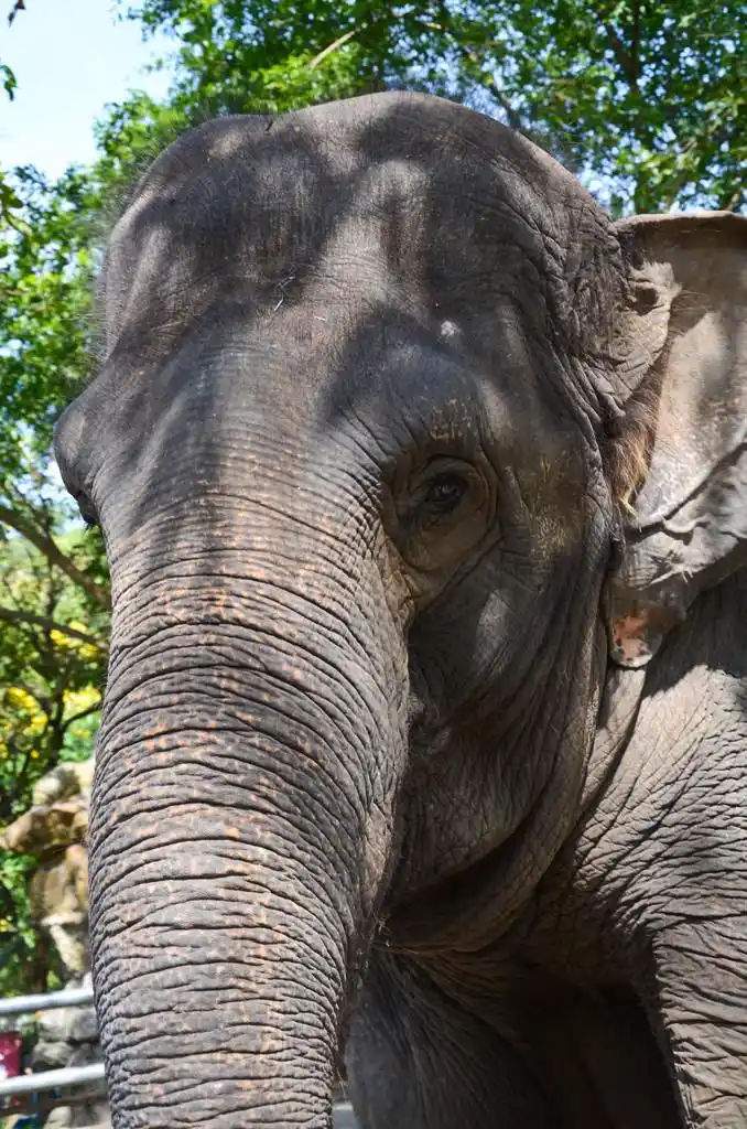 大象的脸,大象表演, 眼睛, 耳朵的脸