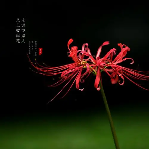 彼岸花图片及其花语(彼岸花图片及其花语大全)