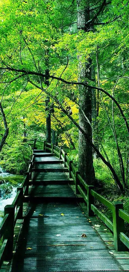 手机壁纸背景图片:绿色护眼系列壁纸图片