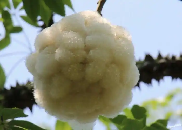 再拍异化木棉果成熟爆花一景(归读公园)