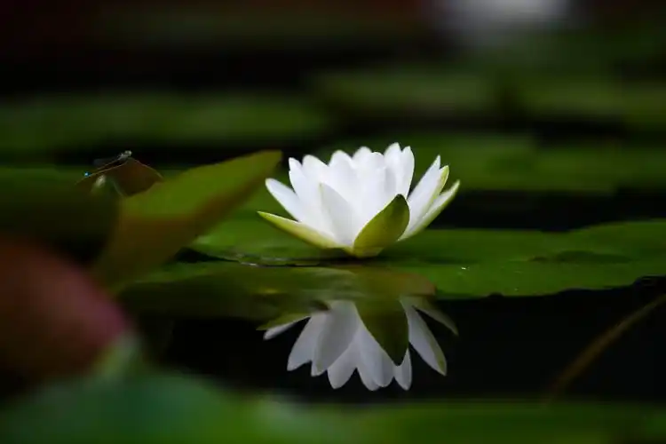 七月莲花 - 美篇