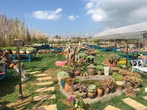 养肉人的梦想:建一座真正的多肉花园,把平淡的日子过成诗!